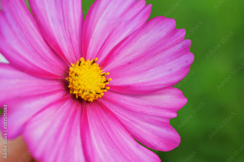 open pink space flower on green background open pink space flower on green background
