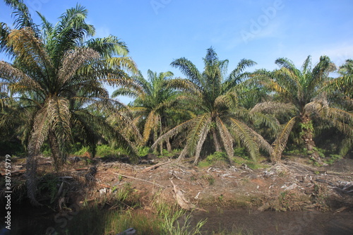  The Rawa Tripa peat forest  Aceh as a natural fortress  played an important role in reducing water from the tsunami disaster.