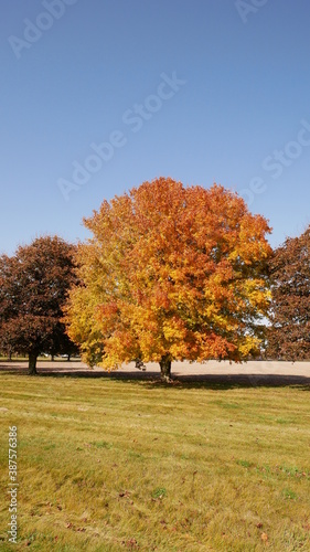 Autumn Leaves on Tree