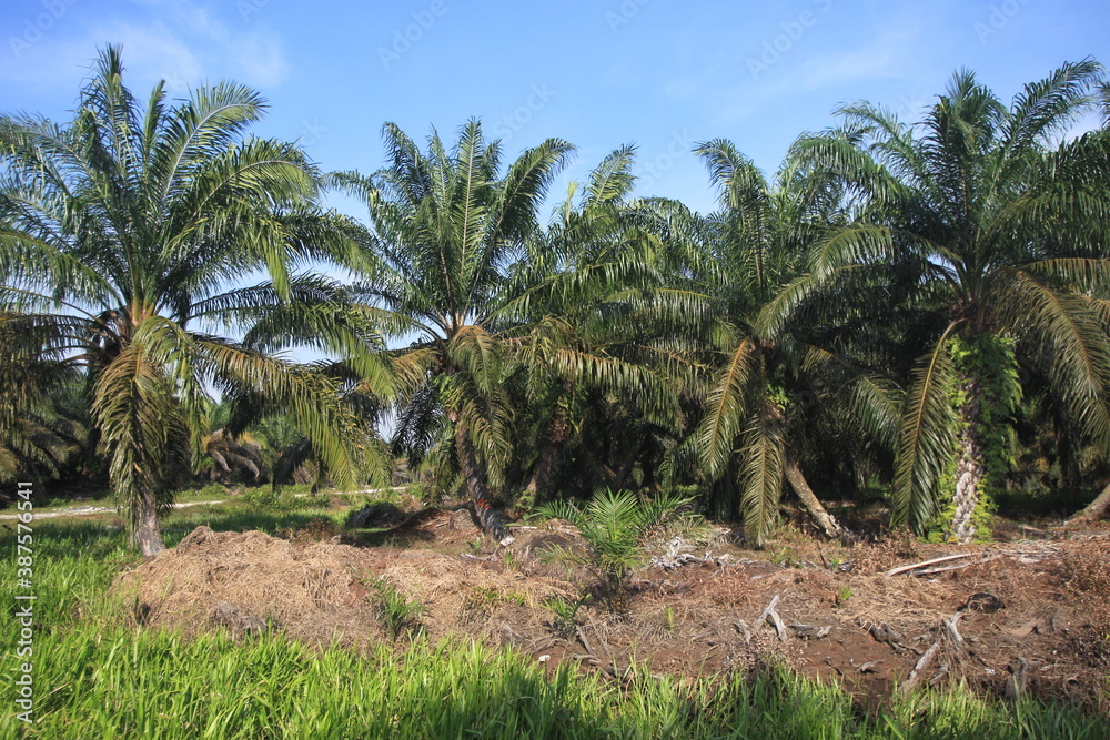 The Rawa Tripa peat forest, Aceh as a natural fortress, played an important role in reducing water from the tsunami disaster.
The Rawa Tripa peat forest, Aceh as a natural fortress, played an important role in reducing water from the tsunami disaster.