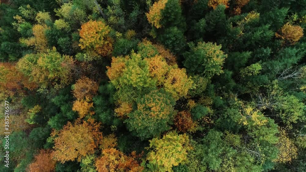 Early autumn in forest aerial top view. Mixed forest, green conifers, deciduous trees with yellow leaves. Fall colors countryside woodland. Early autumn in forest aerial top view. Mixed forest, green conifers, deciduous trees with yellow leaves. Fall colors countryside woodland.