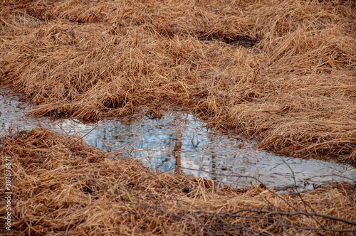 Little early spring puddle with clear water in the dry brown grass with reflections of sky and forest. March photo