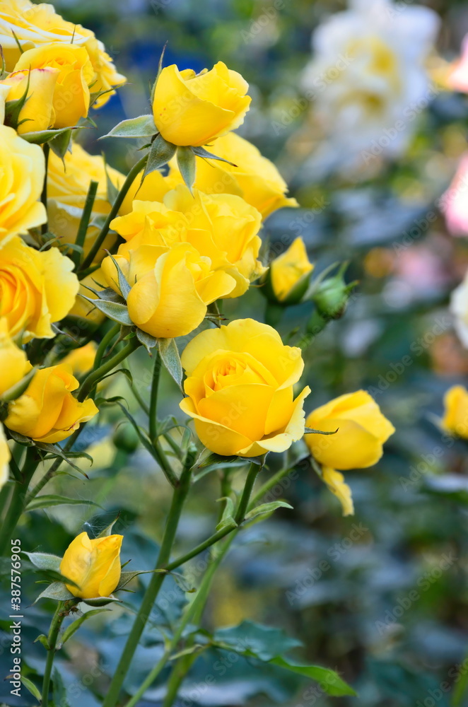 Yellow rose spray. Bushy multi-flowered rose. Yellow rose spray. Bushy multi-flowered rose.