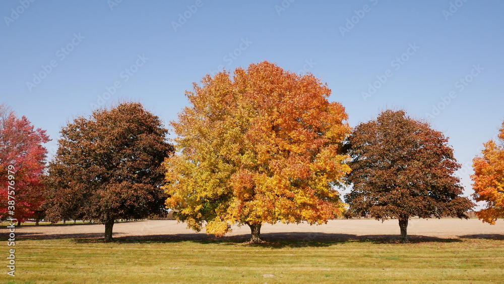 Autumn Trees and Leaves Widescreen