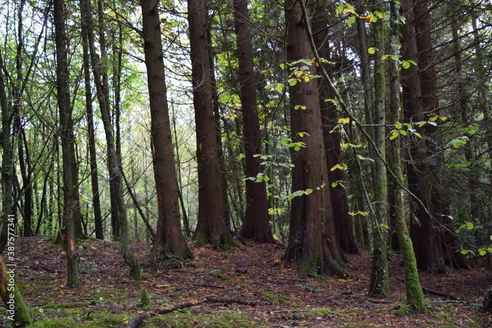 forest in spring forest in spring