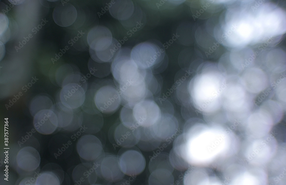 Abstract blur leaf in the forest Abstract blur leaf in the forest