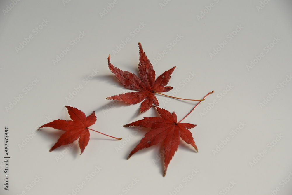 Three Japanese Maple Tint Autumn Leaves Still life photography Three Japanese Maple Tint Autumn Leaves Still life photography