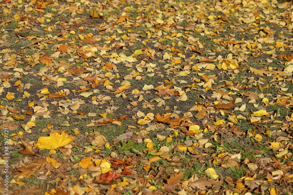 Herbstlaub auf dem Boden bei Sonnenschein Herbstlaub auf dem Boden bei Sonnenschein