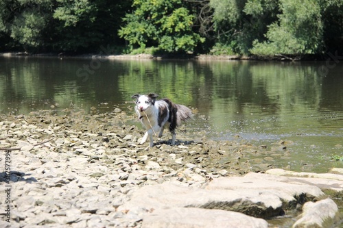 Blue merle border collie dog playing in water