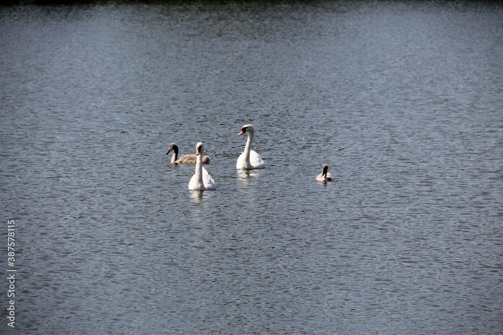 Fototapeta premium Swans and baby swans