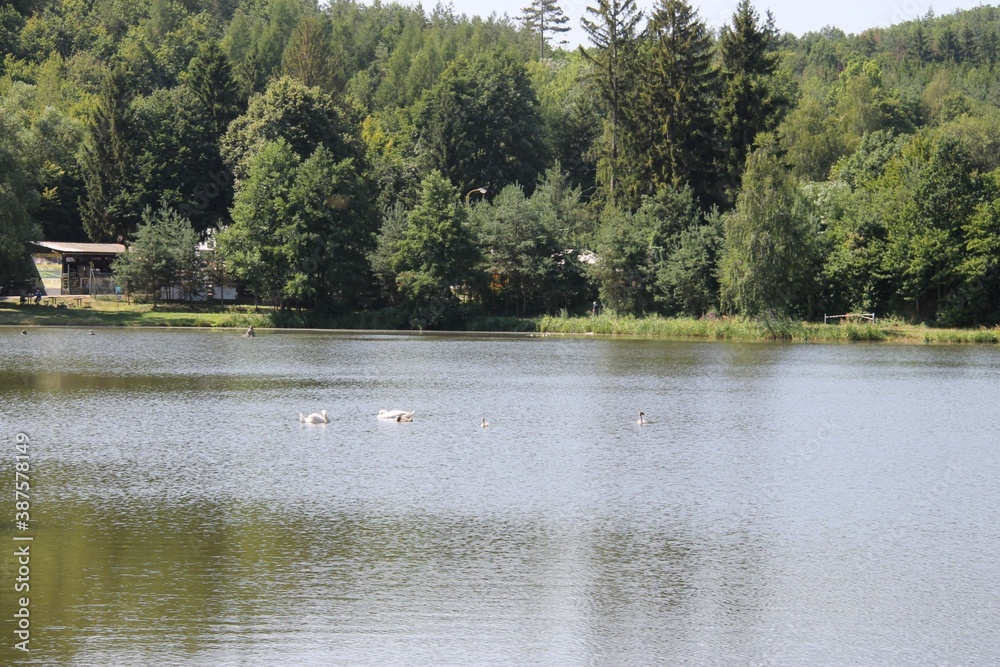 Swans on a lake