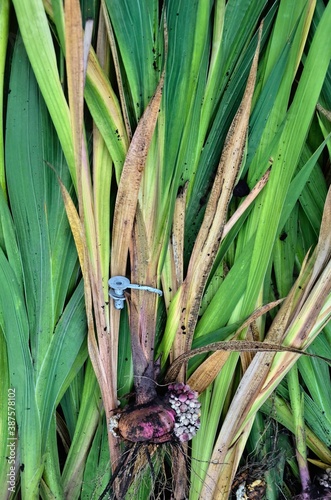  Vertical photo of the leaves of gladioli in the garden. Bulbs of garden flowers without soil.