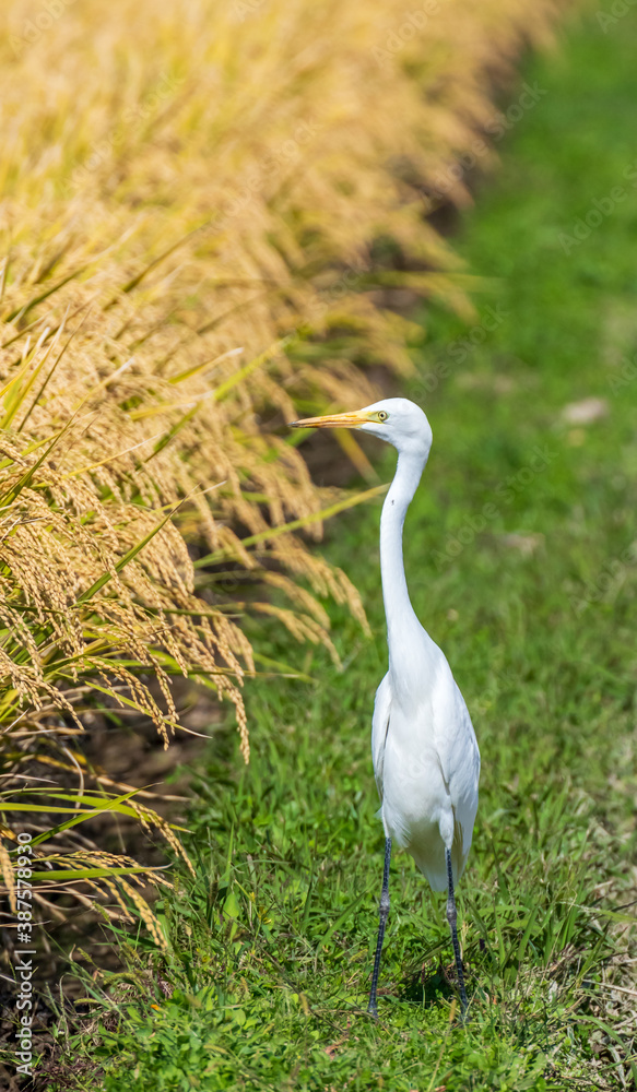 稲刈りの後エサを探すサギ