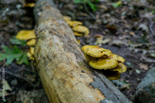 Mushrooms, Georgian Bay Islands national park on a moody autumn day, Ontario, Canada photo