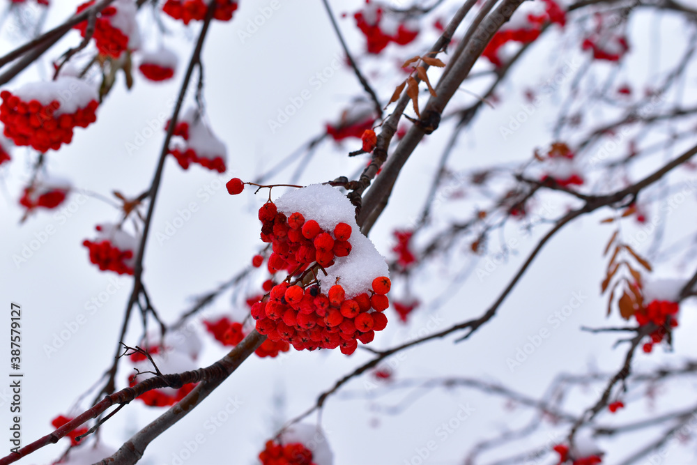 Clusters of red mountain ash in the snow on a tree Clusters of red mountain ash in the snow on a tree