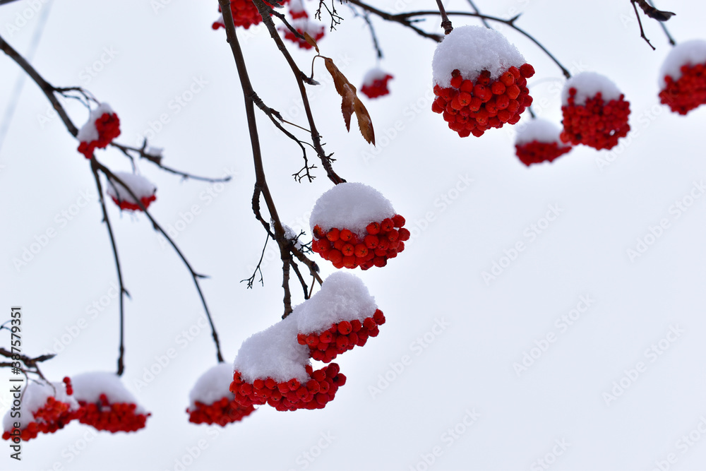 Clusters of red mountain ash in the snow on a tree Clusters of red mountain ash in the snow on a tree
