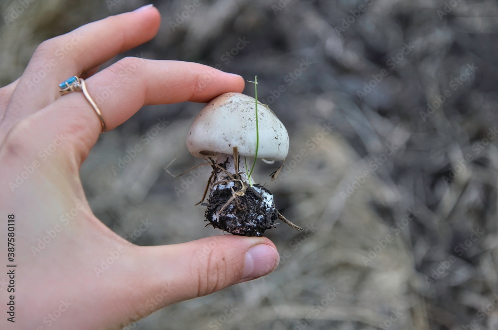 Fototapeta premium Wild champignon in a woman's hand. Delicious white mushroom in the wild. mycelium. Closeup. Blurred background.