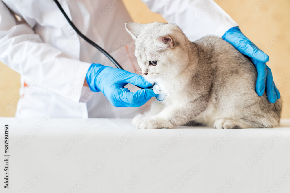 examination of a cat by a veterinarian in a vet clinic. Scottish chinchilla straight, examination of a cat by a veterinarian in a vet clinic. Scottish chinchilla straight,
