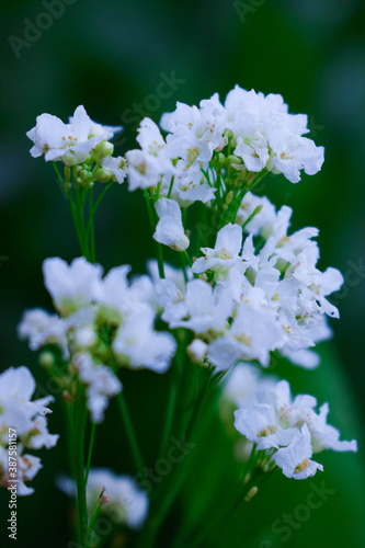 white cherry blossom, small white flowers,
spring flowers 