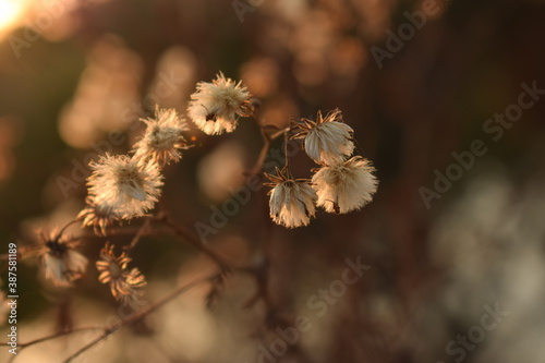 white fluffy buds  in the sunset light.