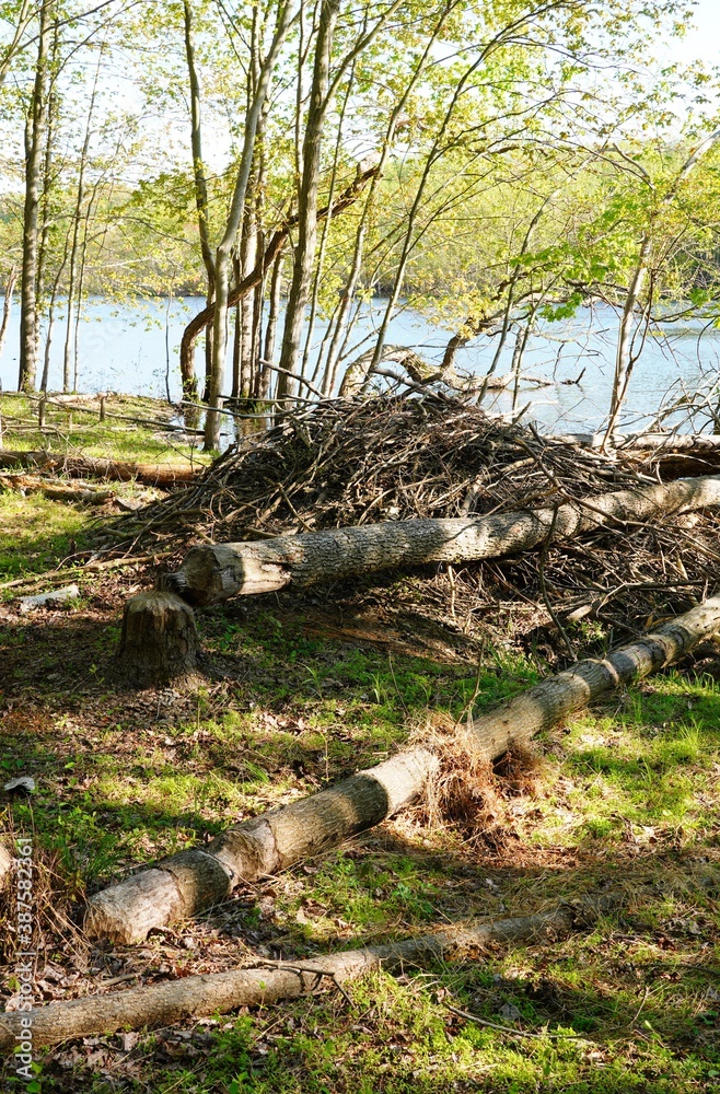 View of a beaver lodge with tree branches and sticks by a lake at the Plainsboro Preserve in New Jersey View of a beaver lodge with tree branches and sticks by a lake at the Plainsboro Preserve in New Jersey