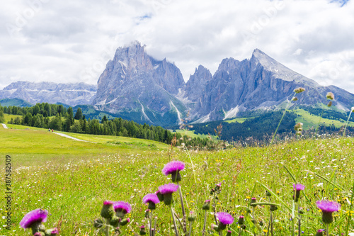 Landscape of Alpe di Siusi (mountain) UNESCO with purple flowers, Dolomites, South Tyrol, Italy