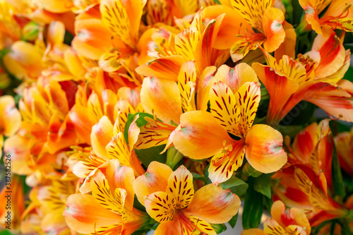 Beautiful large fluffy bouquet of colorful  yellow alstroemeria