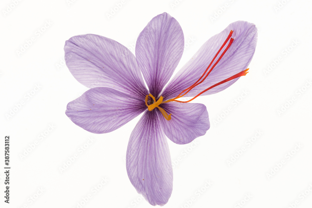fiore isolato di crocus su fondo bianco fiore isolato di crocus su fondo bianco
