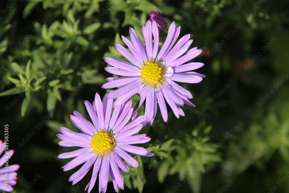 Obraz premium Aster dumosus 'Lady in Blue' with raindrop