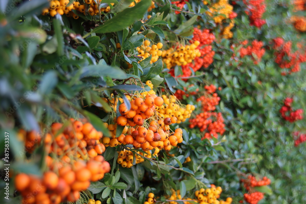 Red and orange berries on the sea-buckthorn Red and orange berries on the sea-buckthorn