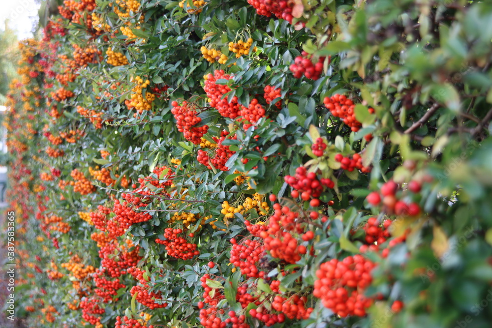 Red and orange berries on the sea-buckthorn