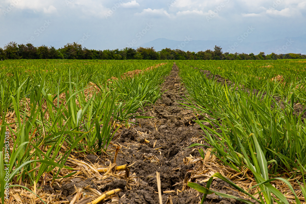 Fototapeta premium Sugar cane field at Valle del Cauca region in Colombia