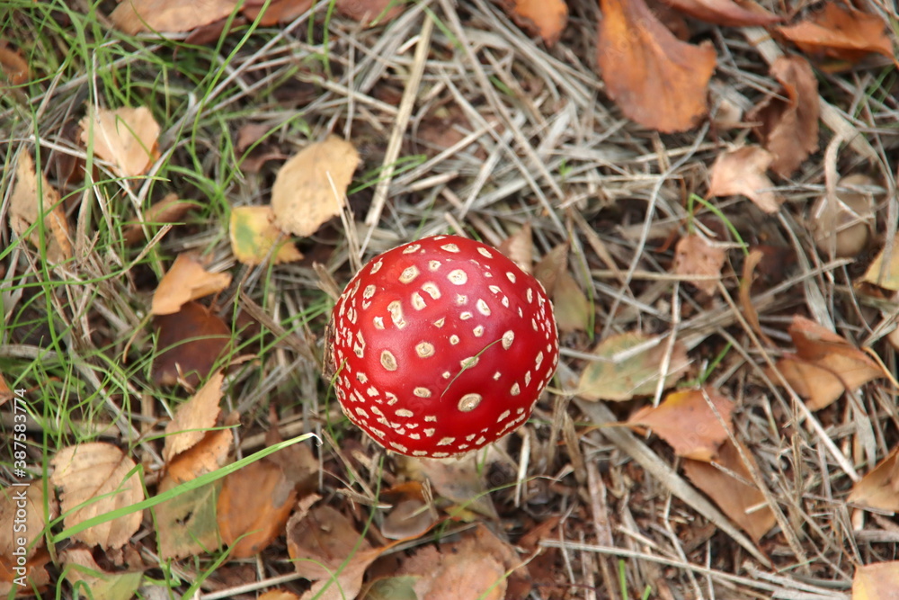 fly agaric or Amanita Muscaria during the autumn season fly agaric or Amanita Muscaria during the autumn season