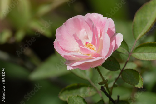 Fototapeta Naklejka Na Ścianę i Meble -  Nature beautiful pink rose on a tree in the garden.