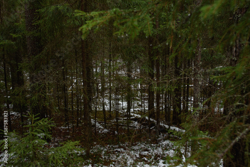 Fototapeta Naklejka Na Ścianę i Meble -  Late autumn forest landscape