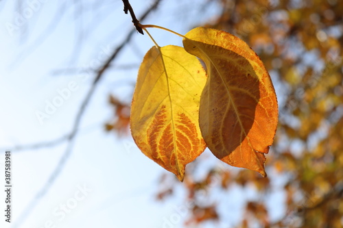 autumn leaves in the sun