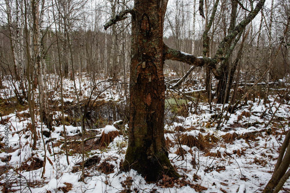 Fototapeta premium Trees in late autumn