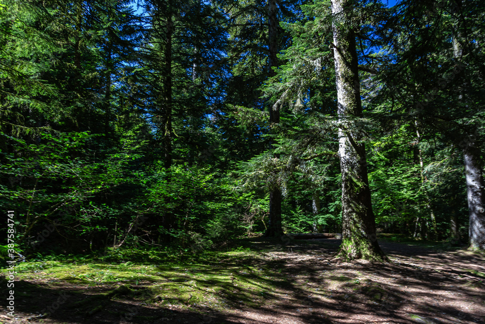 Fototapeta premium Auvergne