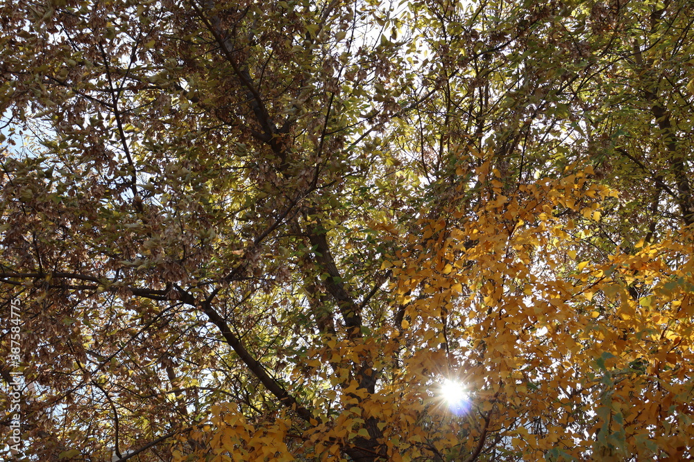 Fototapeta premium tree in autumn