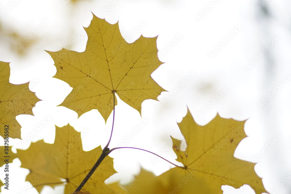 Acer platanoides, Spitzahorn im Detail mit freigestelltem herbstlichen Blatt Acer platanoides, Spitzahorn im Detail mit freigestelltem herbstlichen Blatt