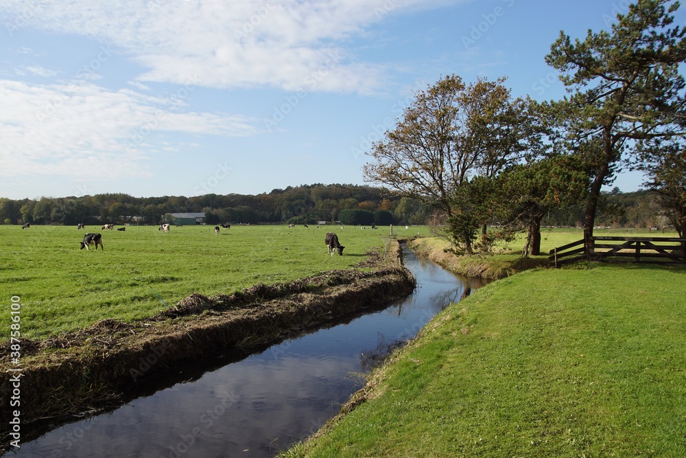 Pasture landscape. Black and white cows in the meadow near the Dutch village of Bergen in the autumn. Dunes in the distance. Netherlands, October 