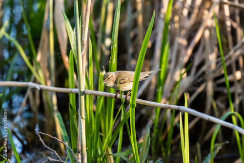 Mały ptak Pierwiosnek zwyczajny (Phylloscopus collybita) na gałęzi, Pierwiosnek bardzo ładnie śpiewa