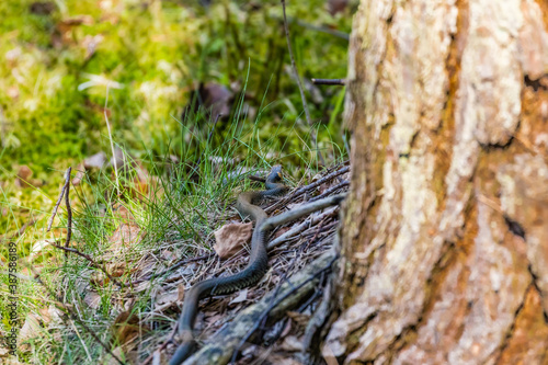 Zaskroniec zwyczajny Natrix natrix w środowisku naturalnym, bezpieczny niegroźny mały wąż