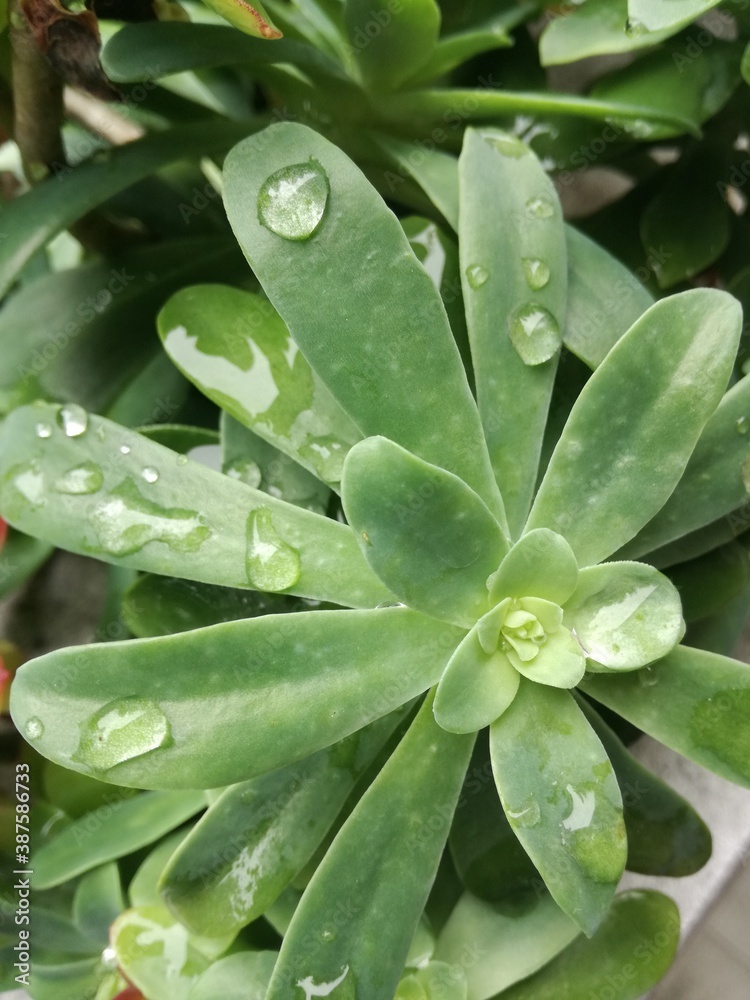 leaf with drops leaf with drops