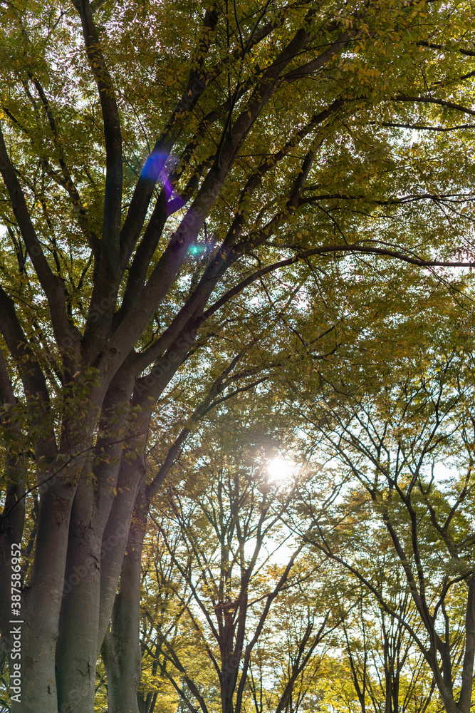 Obraz premium 木漏れ日と紅葉した大樹