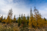 colorful pinetrees while hiking in the mountains