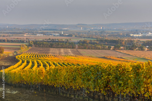 colorful vineyards in wavy lines while hiking