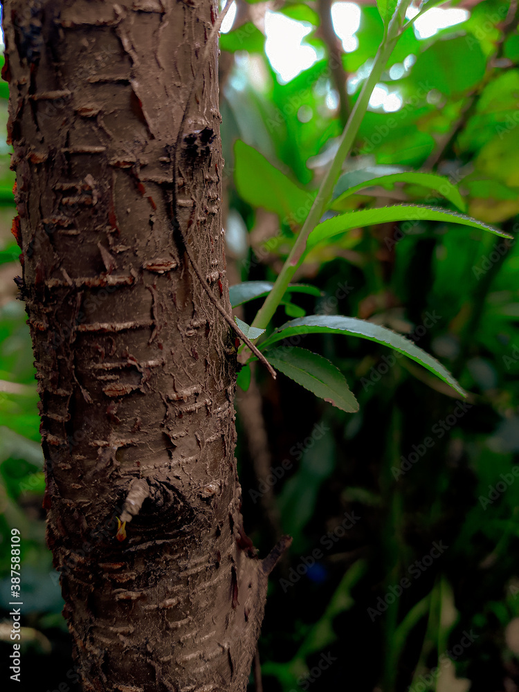 Fototapeta premium tree trunk with leaves