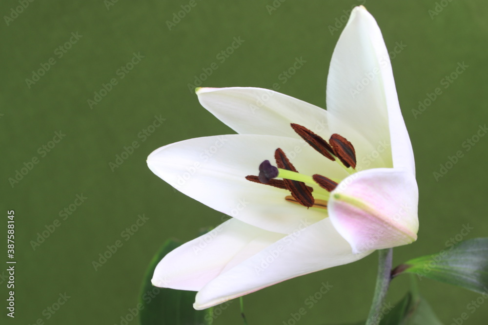 Fototapeta premium Blooming White lily Flower on Green Background