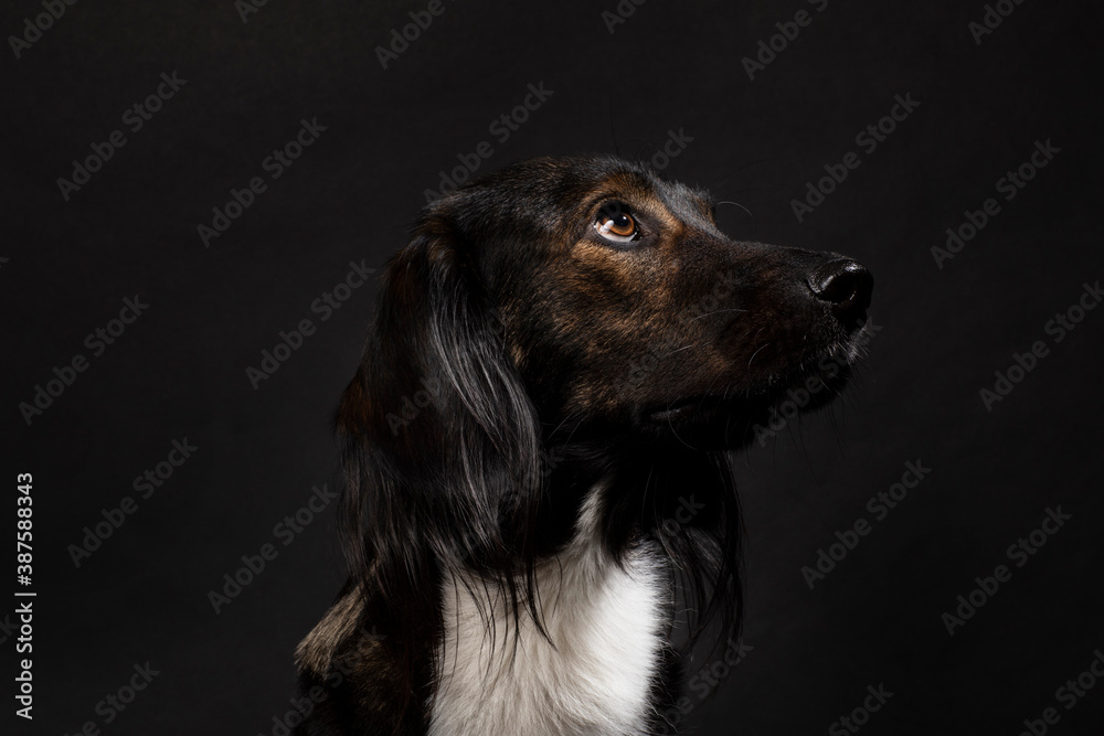 Beautiful mixed breed dog portrait on a black background, horizontal studio shot. A cute friend with a multicolored coat looking up Beautiful mixed breed dog portrait on a black background, horizontal studio shot. A cute friend with a multicolored coat looking up